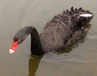 Black swans and the economic crisis